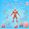 Drostanolone propionate and its impact on energy metabolism during physical activity