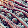 Muscle fiber hypertrophy with methandienone injection