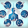 Pharmacokinetics of methandienone injection: absorption, distribution, metabolism, excretion