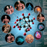 Stenbolone for muscle building: what the evidence says